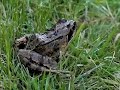jumping frogs in my backyard