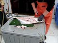 Cleaning Halibut