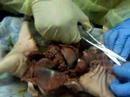 disecting pigs at cpc