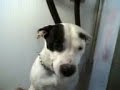 kuma e il phon kuma e il phon