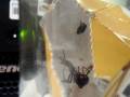 videos de Black Widow vs. Fly