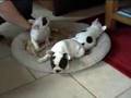 Bulldog Francés video