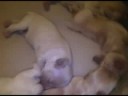4 day old cocker spaniel puppies 4 day old cocker spaniel puppies