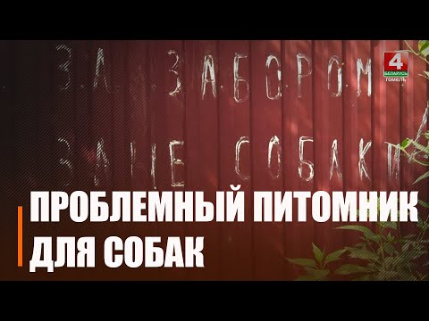 «Вонизьма! Я форточку не могу открыть!» В Гомеле в одном из домов, по словам соседей, проживает не менее 100 собак видео