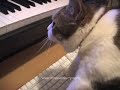 YouTube #3: Chris, The Piano Playing Human YouTube #3: Chris, The Piano Playing Human