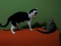 videos de MVI 0282