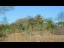 SP Balasubramaniam - nalamalikkum -