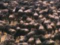 Preview: The Great Migration