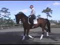 SOLD - This is a unique opportunity to own your own schoolmaster. Javalin is a 17 yo 16.2 hh Imported Dutch gelding by the fabulous stallion El Corona. Not many El Corona babies made it to the States, and the ones that are here have been very successful in Dressage. Java has a special history, with only 2 owners since being imported. He has been professionally trained in all the movements through Grand Prix. Despite fabulous gaits and a great desire to please, he has only shown once, at ...