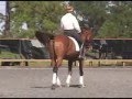 Javalin - Dutch warmblood for sale (updated video)