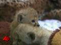 videos de Raw Video: Baby Cheetahs Make Debut in Ohio