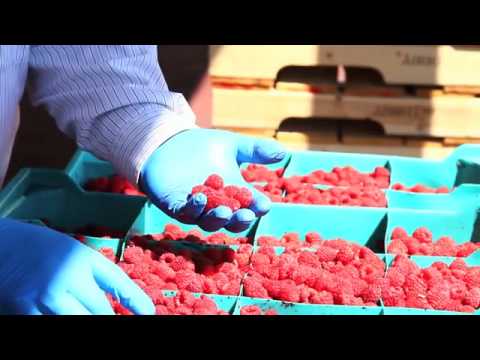 how to grow raspberries in bc