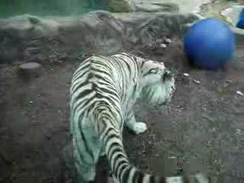 TIGER YAWN