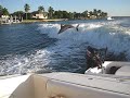 surfing-dolphins.html