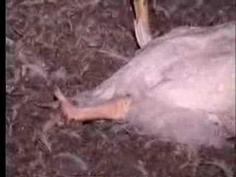 veg - This video is about the meat of KFC company you eat very charmly.All over world there are about 76% people non vegetarian. I don't know why they eat but they...