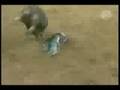 Clayton Foltyn vs. Cover Charge