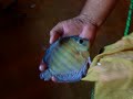 Wild Discus Wild Discus