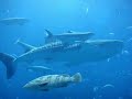 Whale Shark in Atlantis, The Palm Aquarium