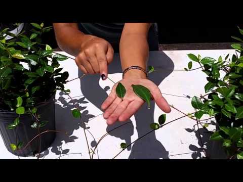 how to trim asiatic jasmine
