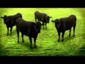 vacas loucas
