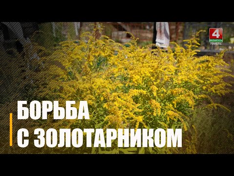 В Гомельской области идёт активная борьба с золотарником видео