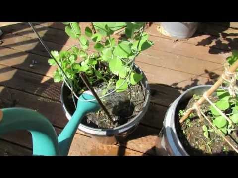 how to fertilize peas