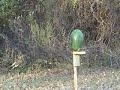 A shotgun and a Watermelon, An AR-15 and a Diet Coke