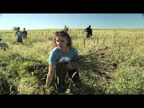 how to grow hemp