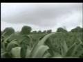videos de nanacamilpa