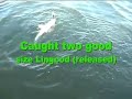 cleaning-salmon-technique-coho-tyee-trout.html