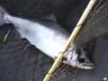 Solo Salmon fishing Filming fighting netting trolling FBR
