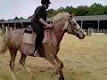 Mehdy au centre equestre d'andrezé