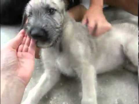 Elliot's Elixirs Irish Wolfhound Boy Puppy #4