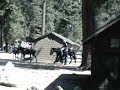Yosemite Horse & Mule Stables