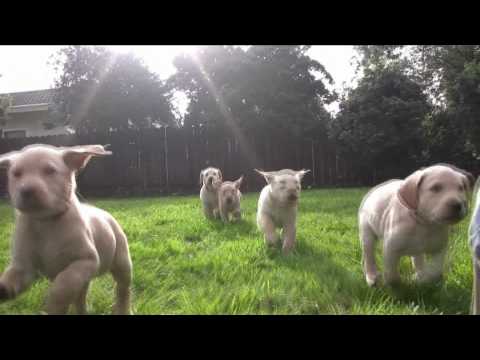 Labrador puppies in slow motion