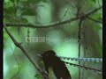 funny-courtship-dances-of-our-feathered-friends.html
