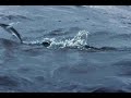 Life - Flying Fish .flv