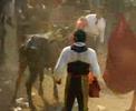 jaripeo toreada juchitan Oax estocada part2 muerte del toro jaripeo toreada juchitan Oax estocada part2 muerte del toro