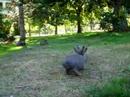 UVic Bunnies for Charlotte