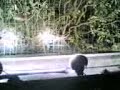 prototipo da terrasterratocamera car alatris emidio!notte