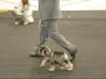 Expo. Inter. Canina Zaragoza Schnauzer Mini S/P