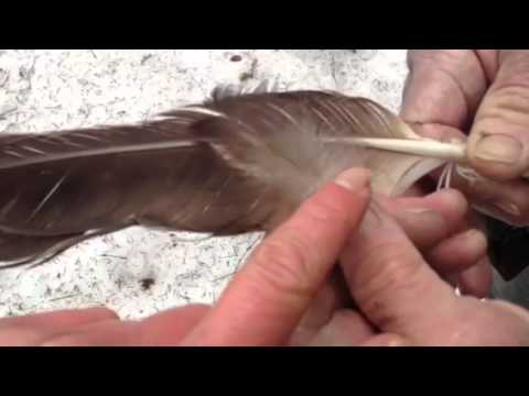 how to dye imitation eagle feathers