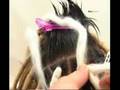 Wool Dreadlocks (rastas de lana) parte 2
