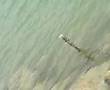 StingRay fishing صيد اللخمه StingRay fishing صيد اللخمه