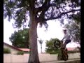 Dillan Tree Fall