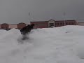 Playing with the Fiddy in the snow