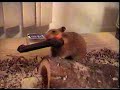 Hamster mishap Hamster mishap