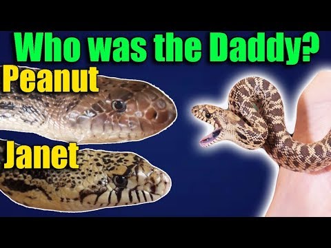 YouTube reptile video