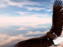eagles and horses   john denver