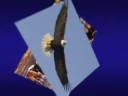 eagles and horses   john denver